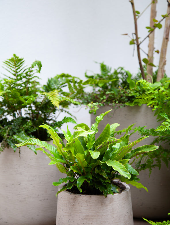 The Hart's Tongue is a great choice for those looking for a low maintenance fern with interest throughout the year.